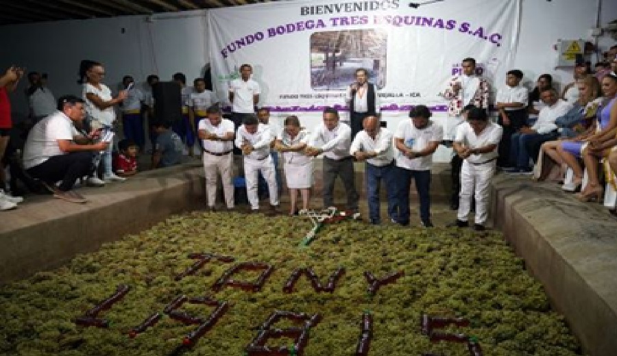 Vendimia de Ica La XXVIII Ruta de los Lagares celebra y preserva la ancestral pisa de uva