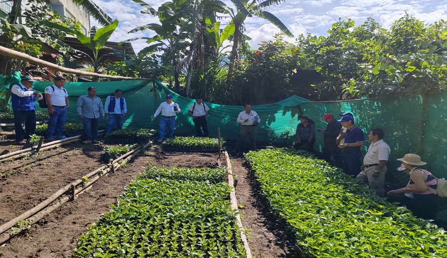 Caficultores en Montero fortalecen conocimientos en manejo y comercialización del cultivo de café con apoyo del Gobierno Regional Piura