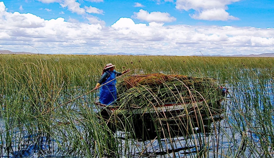 Destacan aporte de plantas como la totora y el junco en tratamiento de aguas residuales