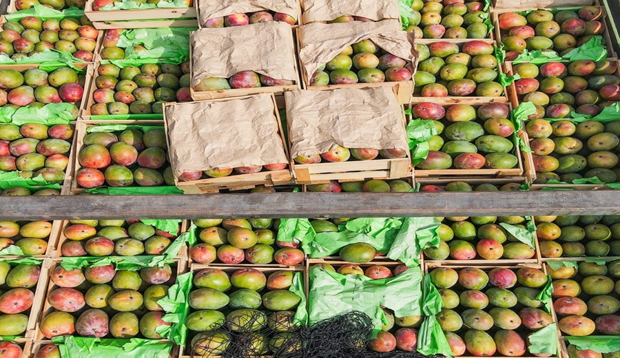 Gobierno Cooperativa de productores de Piura ingresa al mercado retail con 12 mil kilogramos de mango