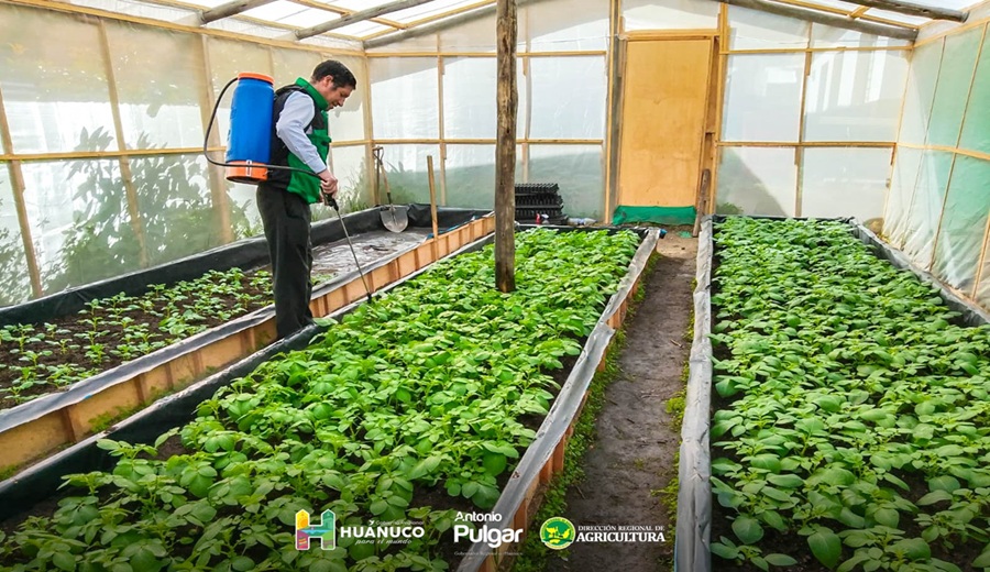 Huánuco Agricultura impulsa la producción de semillas de papa de alta calidad genética en Marañón