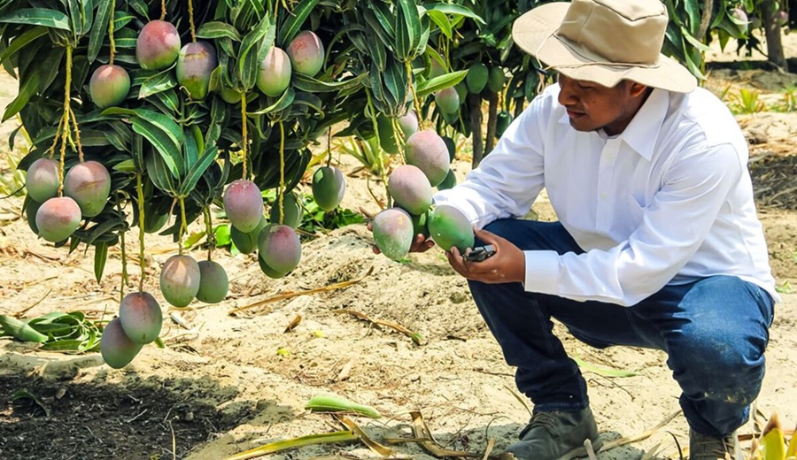 Lambayeque: Gobierno impulsó estrategias de comercialización en apoyo a productores de mango