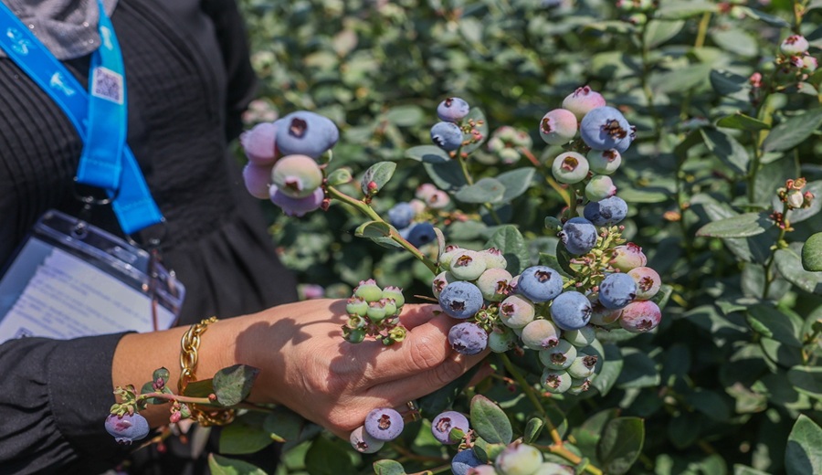 MIDAGRI Perú se consolida como primer exportador mundial de arándanos