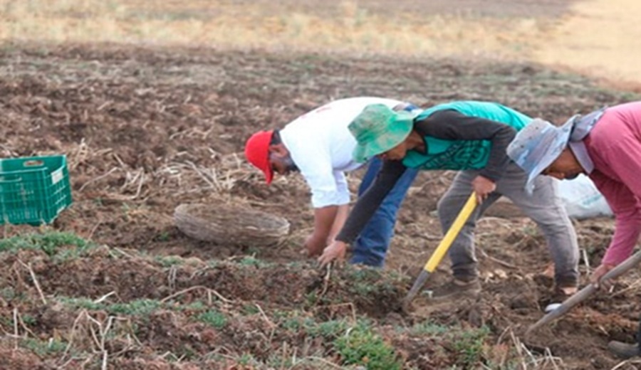 Más de 4.7 millones de peruanos relacionados con la agricultura principal grupo de productores se concentra en la sierra, seguida de la costa