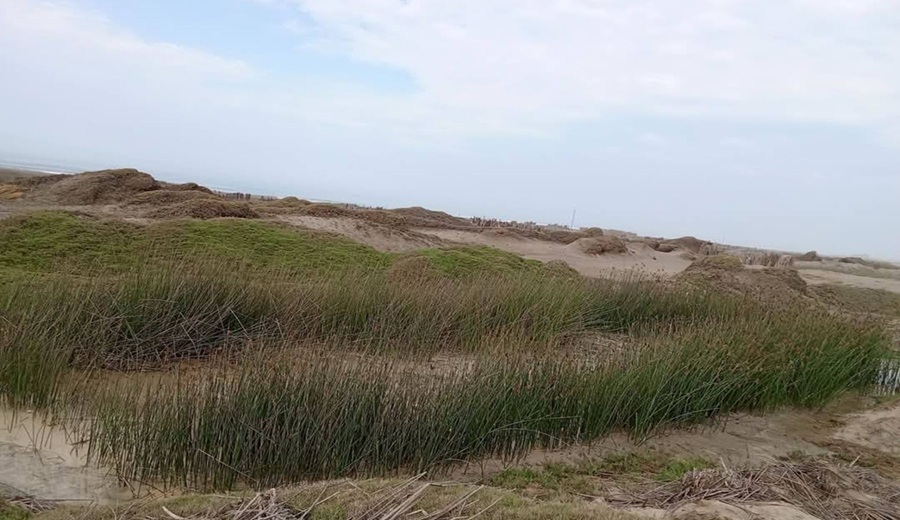 Sedalib debe indemnizar por los daños causados a los totorales de Huanchaco, afirman