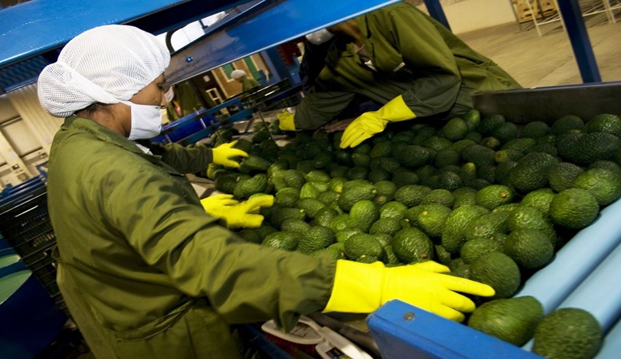 Mayor comercio mundial de alimentos beneficiará a la agroexportación del Perú